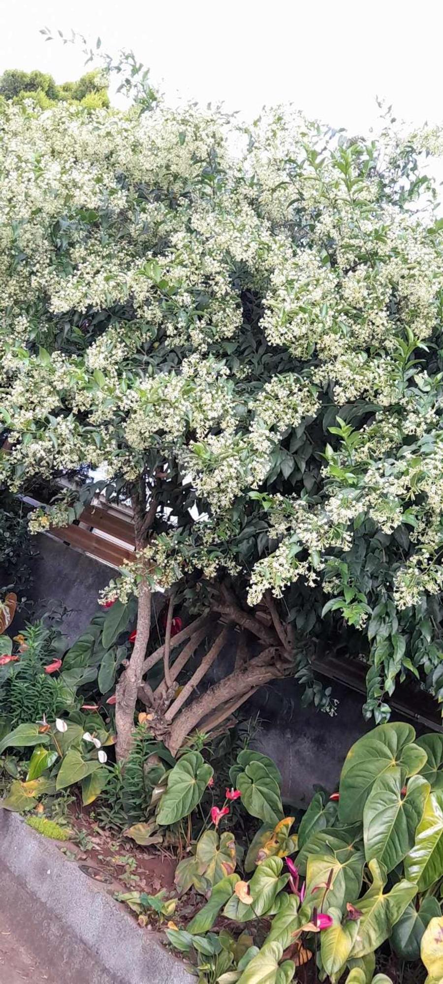 Le Muguet Sauvage Villa Le Tampon Exteriör bild